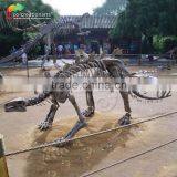 High Quality Dinosaur Fossil and Dinosaur Skeleton For Museum /Life Size Dinosaur Skeleton