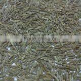 Indian Cumin Seeds