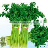 Fresh Celery for Sale Good Quality thumbnail-6