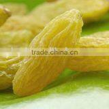 Raisin, Xinjiang Origin Raisin, Green Raisin, All Kinds of Raisins thumbnail-1