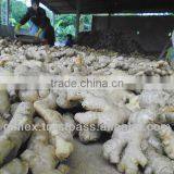 Fresh and Old Ginger thumbnail-1