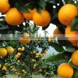 100% Natural Citrus Hesperidin thumbnail-5