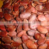 China red watermelon seeds for Middle-East market