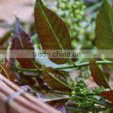 Neem Oil Pure thumbnail-5