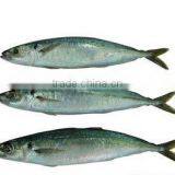 Frozen Horse Mackerel thumbnail-1