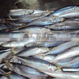 Frozen Round Scad thumbnail-3