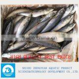 250g Best Price Frozen Pacific Mackerel Fish thumbnail-1