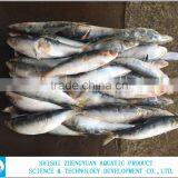 Hot Sale Frozen Sardine Fish Whole Round thumbnail-1