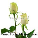 Newest Fresh Cut Roses Happy Valentine Rose Vendela Rose With 0.8_1.2kg/bundle From China Kenya thumbnail-6