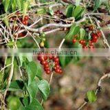 Tionospora Cordifolia thumbnail-4