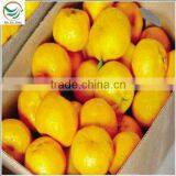 Orange Buyers thumbnail-5