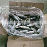 Frozen fish 2015 new coming pacific mackerel