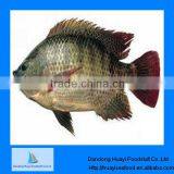 New Caught Frozen Tilapia for Fish thumbnail-1