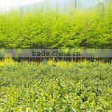 Guangzhou Runming Tea Co., Ltd. company overview - view 1 thumbnail