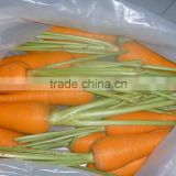 SUPPLY FRESH CARROT WITH HIGH QUALITY & THE BEST PRICE