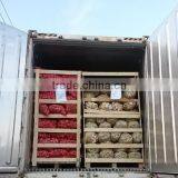 2017Hot Sale Egyptian Fresh Garlic (Red, White) for Export thumbnail-6