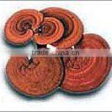 Qingdao BNP Reishi Mushroom Extract thumbnail-1