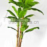 Wholesale Indoor Use Bonsai thumbnail-6