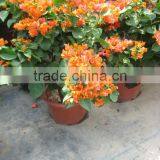Bougainvillea Spectabilis Shrub Trees thumbnail-3
