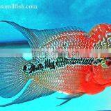 Live Fish for Aquarium From Thailand. thumbnail-1