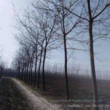 Price of Melia Azedarach Trees With a Trunk Diameter of 12 cm in 2020, High Survival Rate thumbnail-3