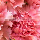 New Deep Pink Carnation Flower Decorating thumbnail-3