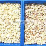 Food Color Sorting Machine From Hefei Angelon Electronics thumbnail-3