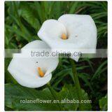 2016 Fashion Graceful White Calla Lily Flower to Express Global thumbnail-1