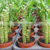 Dracaena Lotus Lucky Bamboo Planted in 3pcs 10cm + 15cm + 20cm Rooted in a 10cm Pot With Cocopeat Substrate thumbnail-2