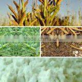 Cyamopsis Tetragonoloba (guar Gum) thumbnail-4