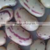 Chinese Cranberry Bean( Light Speckled kidney bean, 2010 crop ,heilongjiang origin, hps)
