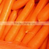 fresh 2012 crop chinese bright red carrot