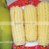 Frozen Steamed Corn thumbnail-1