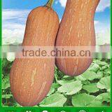 NPU01 Kuaidian Good Quality Wholesale Pumpkin Seeds Price , Buy Pumpkin Seeds thumbnail-1