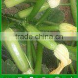 JSQ04 High Yield Nick No. 8 Planting in Zucchini Seeds, Squash Seeds f1 thumbnail-1