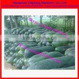 Wax Melon Skin Removing Machine 0086-15938761901 thumbnail-3