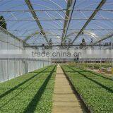 Factory Price Plastic Covered Commercial Greenhouses thumbnail-4