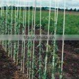 FRP Stakes for Plants thumbnail-1
