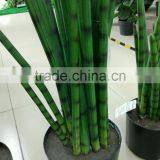 Artifiical Fake Ottelia Alismoides Potted Plant thumbnail-6