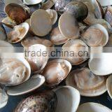 Wholesale Meretrix Lyrata Frozen Seafood Hard Clam thumbnail-3