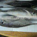 Frozen Horse Mackerel size 4/6