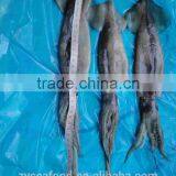 Frozen Illex Argentina Squid thumbnail-2