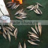 Frozen Mackerel Fish thumbnail-1