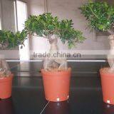 Ficus Microcarpa Ginseng Indoor and Outdoor Bonsai thumbnail-3