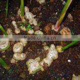 Zingiber Officinalis thumbnail-2