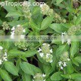 Ocimum Basilicum thumbnail-2