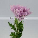 Quality New Coming Fresh Pink Chamomile Chrysanthemum thumbnail-3