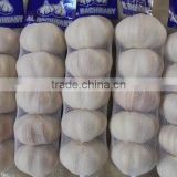 garlic export fo cooking,bulk jinxiang garlic sales,garlic for new market,garlic