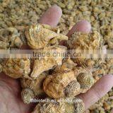 Manufacturer Pure Natural High Quality Maca Capsules thumbnail-5