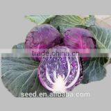 Purple Cabbage Seed for Planting SXZ No.1